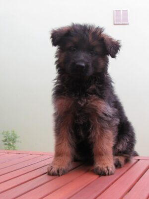 Helly od Ratibořské cesty