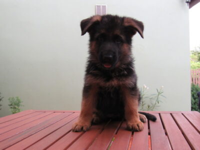 Hype od Ratibořské cesty