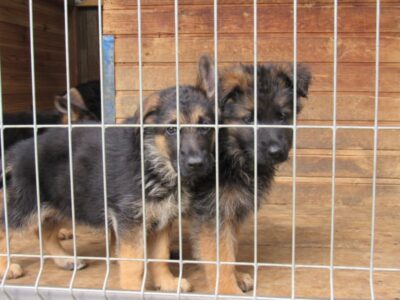 Helly a Hype od Ratibořské cesty