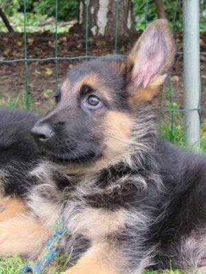 Hype od Ratibořské cesty