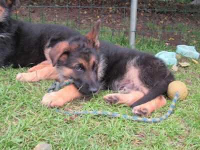 Hype od Ratibořské cesty