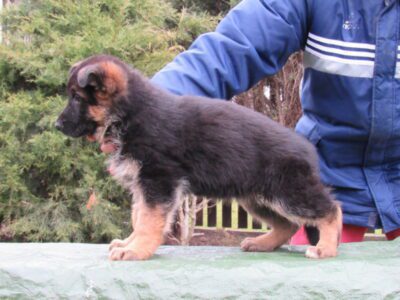 Chelsea od Ratibořské cesty