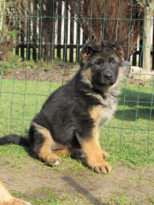 Chelsea od Ratibořské cesty