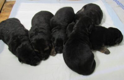 Vrh I - Gracy x Nelos