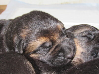 Vrh I - Gracy x Nelos