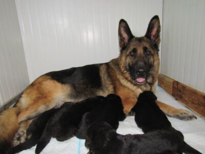 Vrh I - Gracy x Nelos