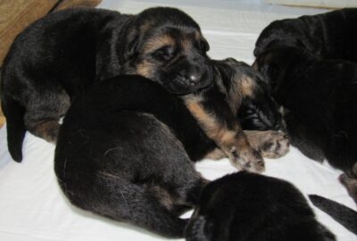 Vrh I - Gracy x Nelos