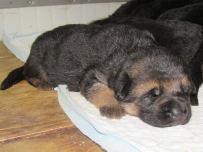 Vrh I - Gracy x Nelos