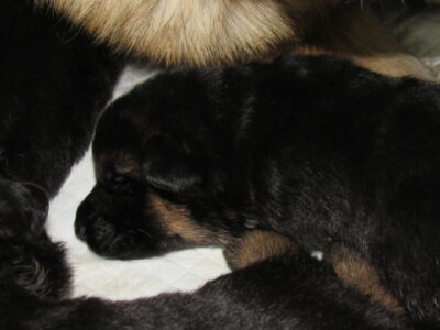 Vrh I - Gracy x Nelos