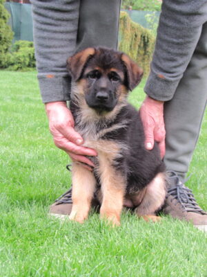 Icy od Ratibořské cesty