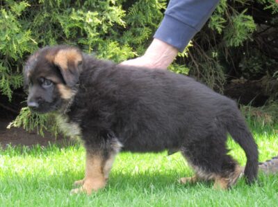 Inglos od Ratibořské cesty