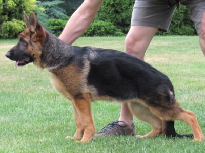 Iris od Ratibořské cesty