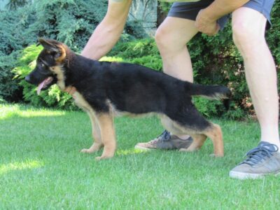 Izzy od Ratibořské cesty