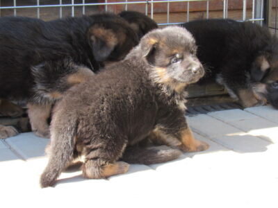 Vrh I - Gracy x Nelos