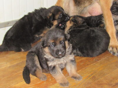 Vrh I - Gracy x Nelos