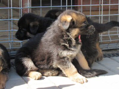 Vrh I - Gracy x Nelos