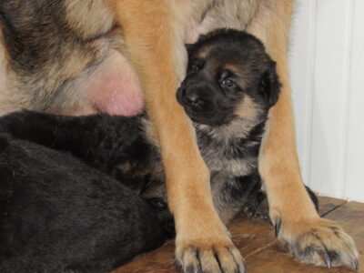 Vrh I - Gracy x Nelos